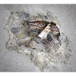 SDS-PLUS 4CT MX4 1/2" X 4" X 6" drill bit embedded in broken concrete, highlighting its drilling and chipping performance.